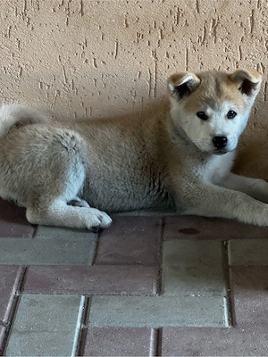 Catei Akita Inu - imagine 5