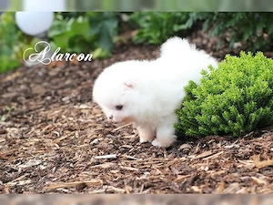 Pomeranian băiat și fată Complet Cățeluș Spitz - imagine 2