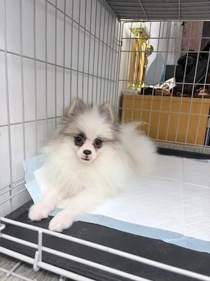 Pomeranian băiat și fată Complet Cățeluș Spitz - imagine 5