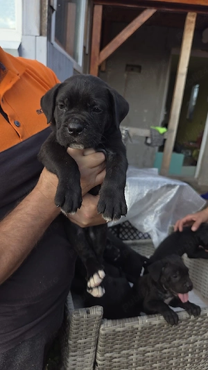 cane corso 