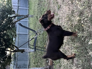Femela Jagdterrier jagd terrier pedigree 