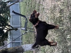 Femela Jagdterrier jagd terrier pedigree  - imagine 3