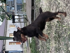 Femela Jagdterrier jagd terrier pedigree  - imagine 2