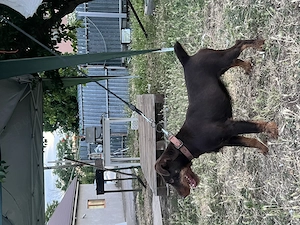Femela Jagdterrier jagd terrier pedigree  - imagine 5