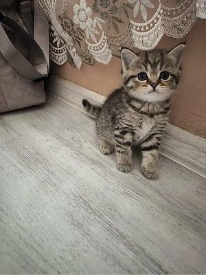 British Shorthair Golden Tabby - imagine 5