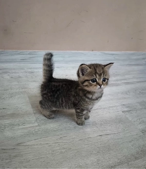 British Shorthair Golden Tabby - imagine 4