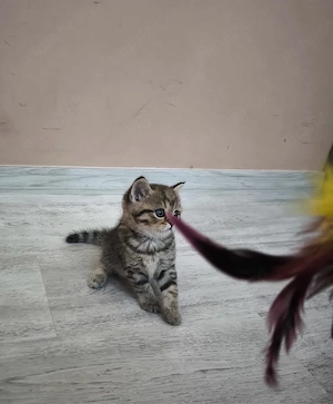 British Shorthair Golden Tabby - imagine 3