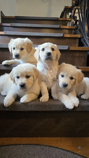 Pui Golden Retriever Fetițe și Băieți - imagine 3
