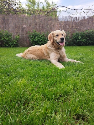 Pui Golden Retriever Fetițe și Băieți - imagine 4