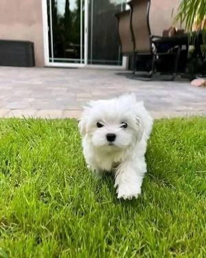 Bichon Maltez Mini Toy Mică - imagine 3