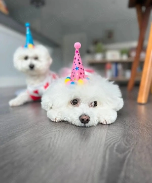 Bichon Maltez Mini Toy Mică - imagine 5
