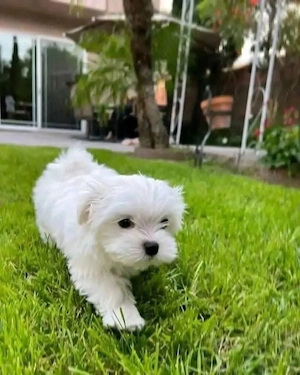 Bichon Maltez Mini Toy Mică - imagine 4