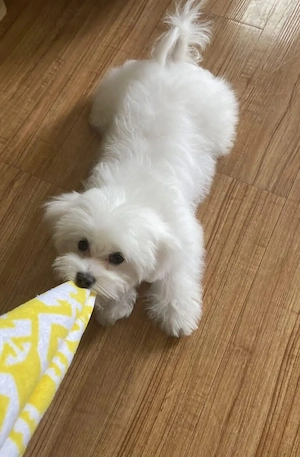 Bichon Maltez Mini Toy Mică - imagine 2