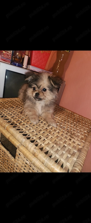 Fetita pomeranian shihtzu