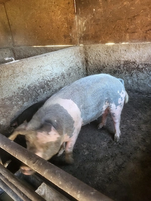 porci de vânzare  - imagine 3