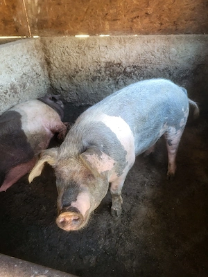porci de vânzare 