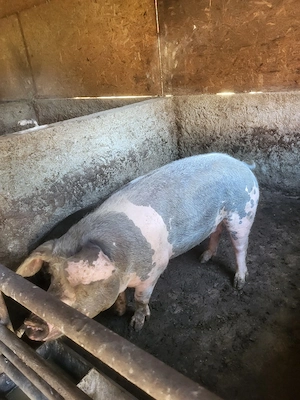 porci de vânzare  - imagine 4