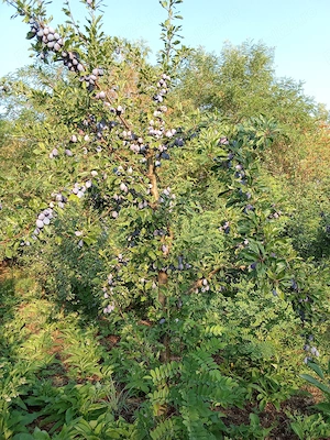 Vând prune culese de tine