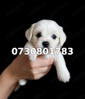 Bichon maltez 