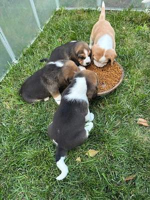 Beagels 2 cateluse si 2 catelusi adorabili si tare jucausi
