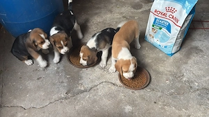 Beagels 2 cateluse si 2 catelusi adorabili si tare jucausi - imagine 2