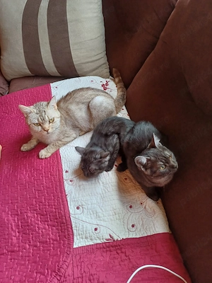 pisici pentru adopție 