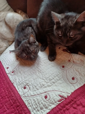 pisici pentru adopție  - imagine 4