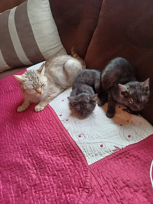 pisici pentru adopție  - imagine 2