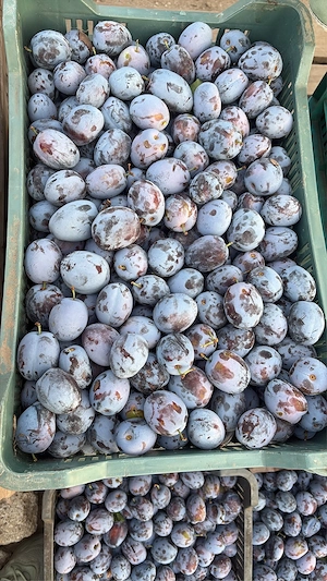 vand prune tuica