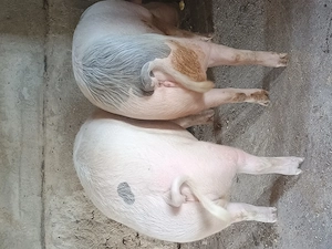 Vând un porc la alegere - imagine 3
