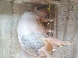 Vând un porc la alegere - imagine 2