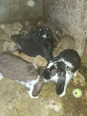 iepuri de 6 luni