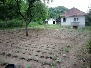 Vand Casa Halmagiu Sat Tisa cu 2 Suri  - imagine 6