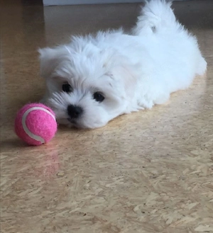 Ocazie! Căței Maltipoo disponibili imediat.  Cel mai frumos cadou pentru cei dragi! - imagine 3