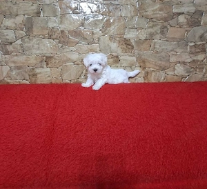Ocazie! Căței Maltipoo disponibili imediat.  Cel mai frumos cadou pentru cei dragi! - imagine 4