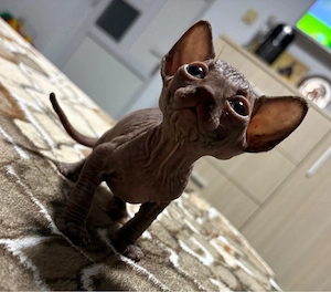 Pui Sphynx
