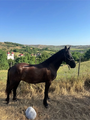 iapa neagra 
