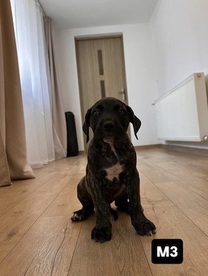 Catelasi Pui Presa Canario 8 săptămâni  - imagine 4