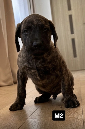 Pui Presa Canario 8 săptămâni din părinți cu pedigree - imagine 2
