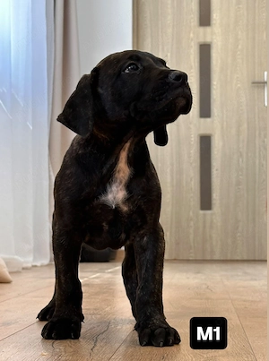 Puiuti Presa Canario din părinți cu pedigree  - imagine 2