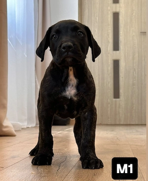 Pui Presa Canario 8 săptămâni din părinți cu pedigree