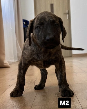 Pui Presa Canario 8 săptămâni din părinți cu pedigree - imagine 3