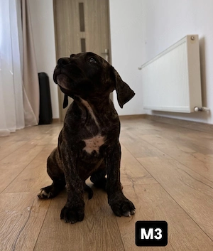 Pui Presa Canario 8 săptămâni din părinți cu pedigree - imagine 4
