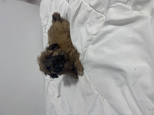 Câine bichon maltezi