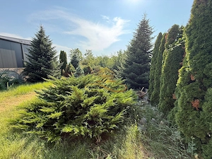 Casa de vanzare in Bacau Calea Romanului - imagine 13