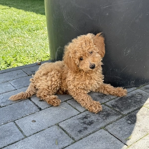 Pudel Poodle Caniche Toy Red Roscat Apricot 