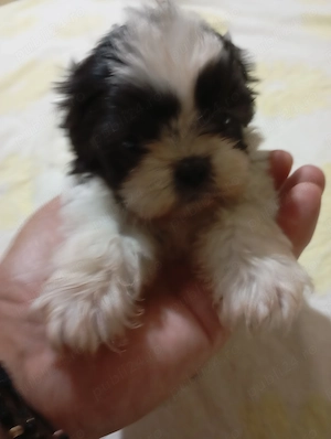 catelusi rasa shih tzu - imagine 3