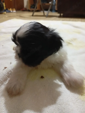 catelusi rasa shih tzu - imagine 5