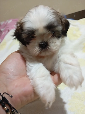catelusi rasa shih tzu - imagine 2