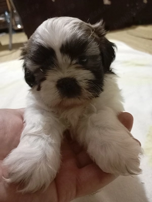 catelusi rasa shih tzu - imagine 4